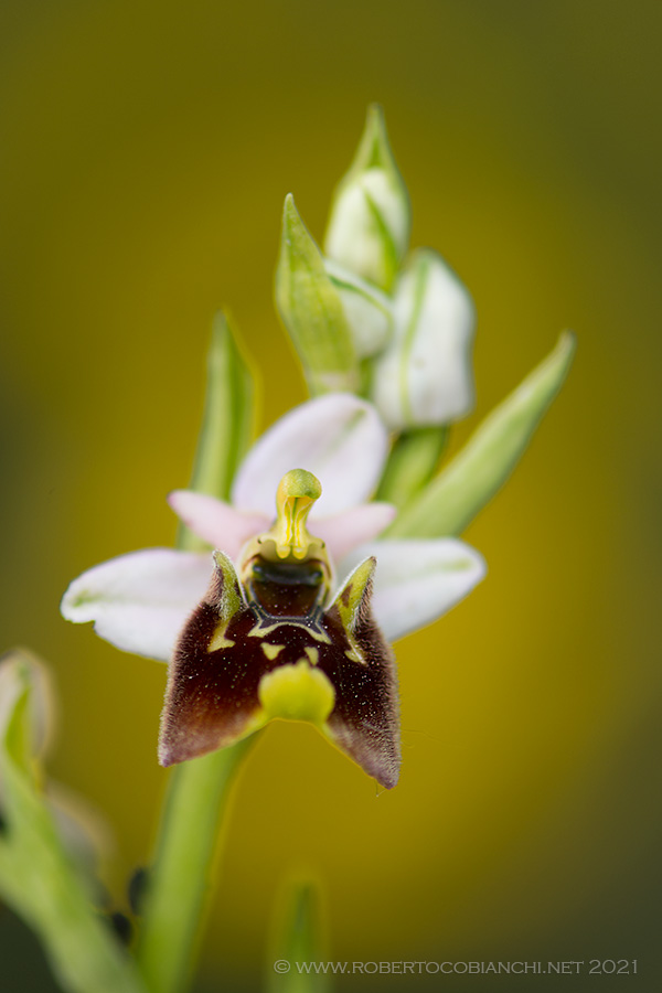 Ophrys da identificare